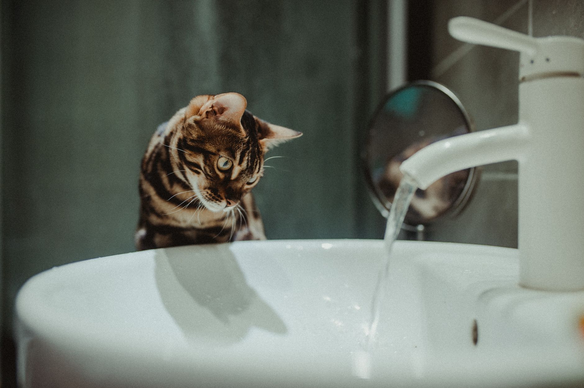 Cat looking closely at bubbling fresh water