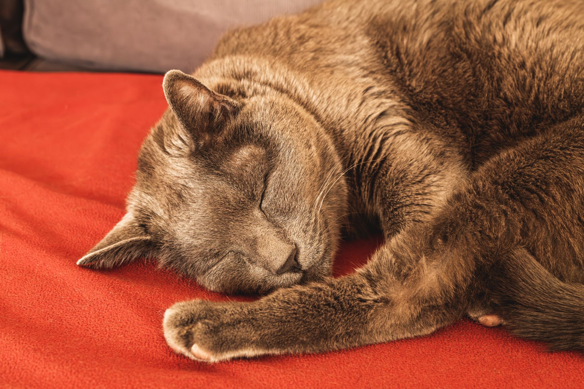Kidney disease monitoring and healthy pets