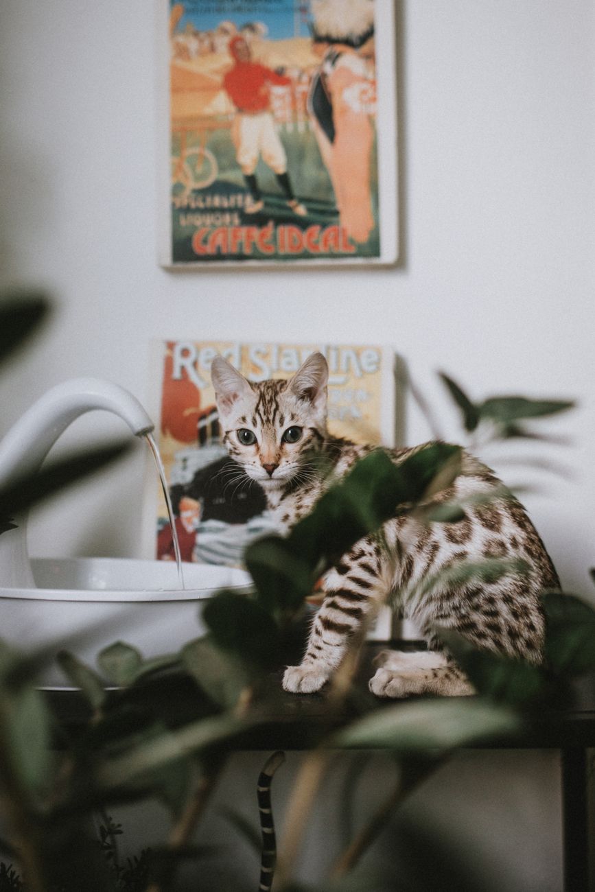 Smart Cat drinking water from premium dispenser