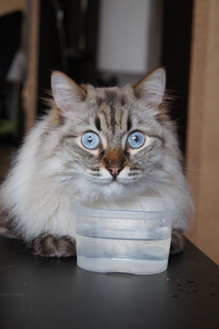 Pet drinking fresh clean filtered water