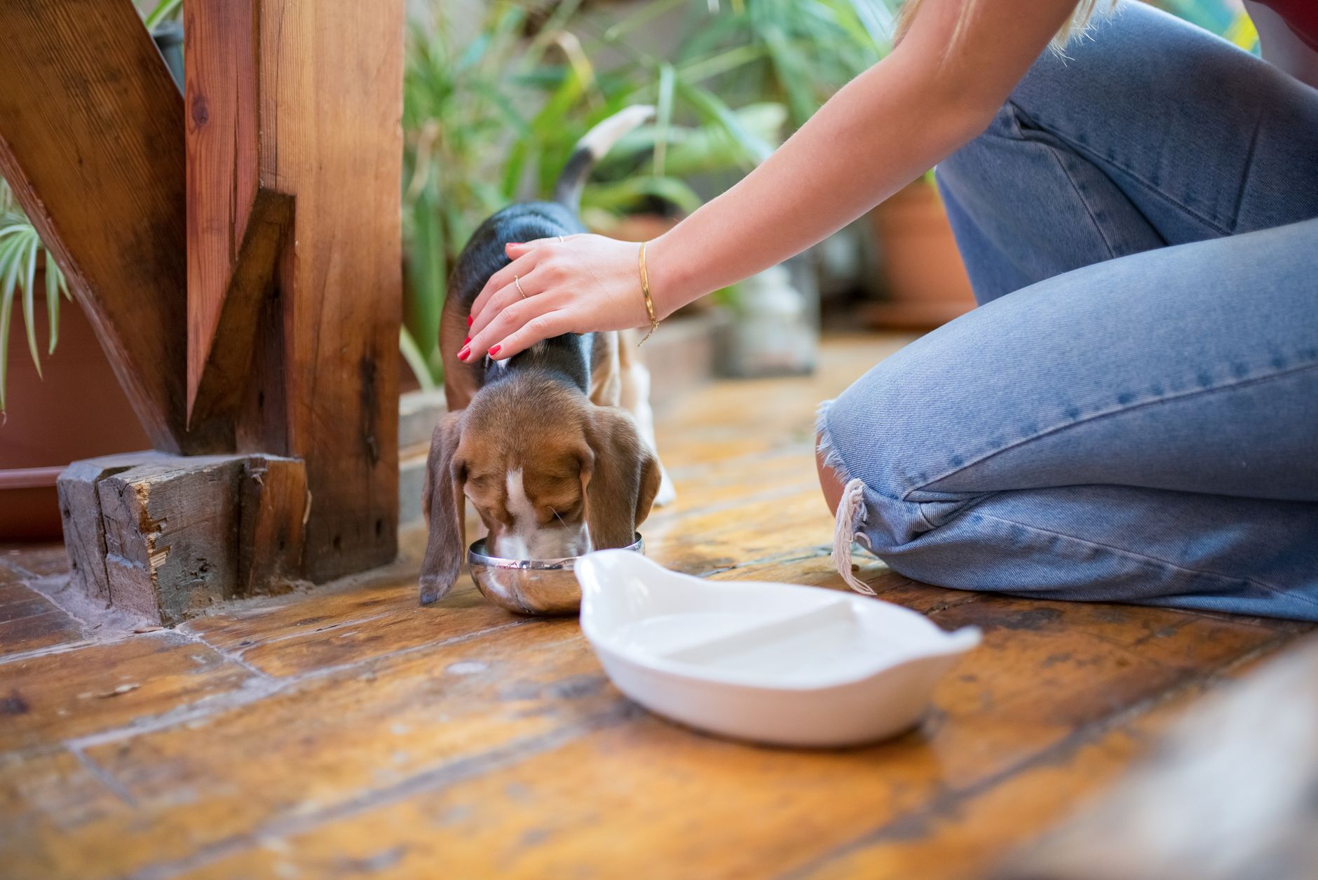 High quality dog sipping water from KatFlow cellular model